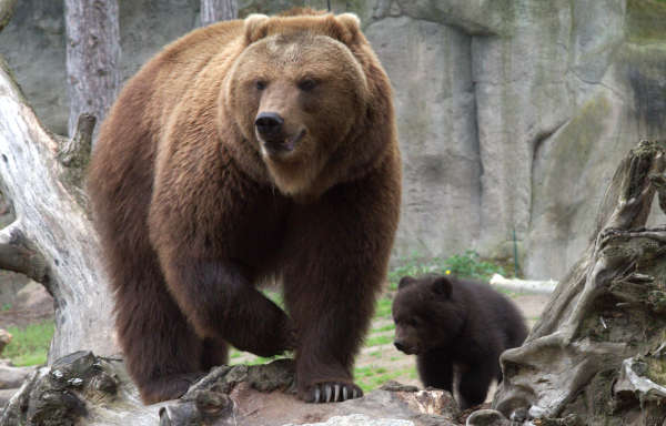 Brown Bear