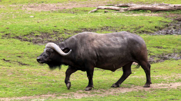 Cape Buffalo