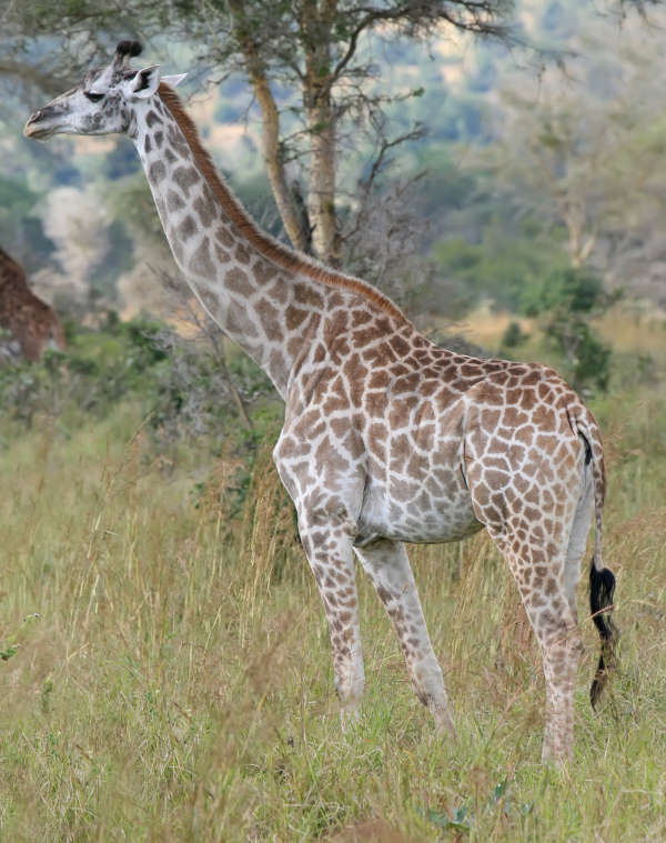 Giraffe