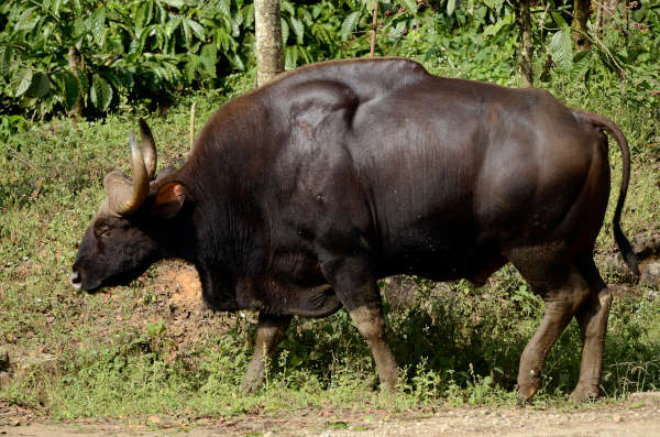 Indian Bison (Gaur)