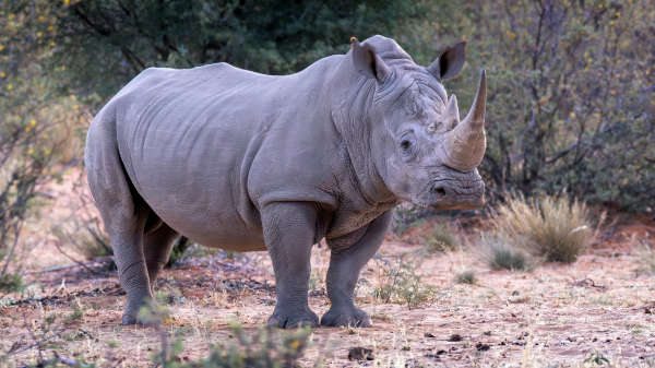 White Rhinoceros